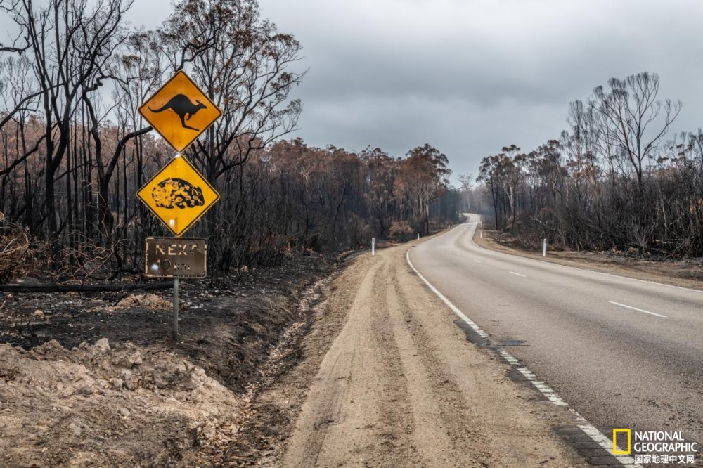 新冠疫情|新冠疫情下，如何在家照顾小袋熊