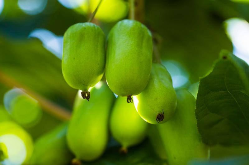 猕猴桃|拇指大小的猕猴桃吃过吗？上海本地首次大规模种植这种水果，下周就要上市了