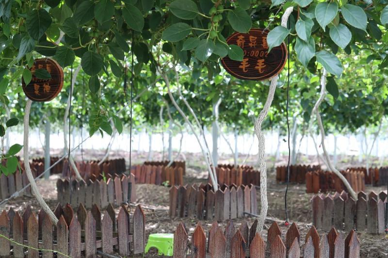 猕猴桃|拇指大小的猕猴桃吃过吗？上海本地首次大规模种植这种水果，下周就要上市了