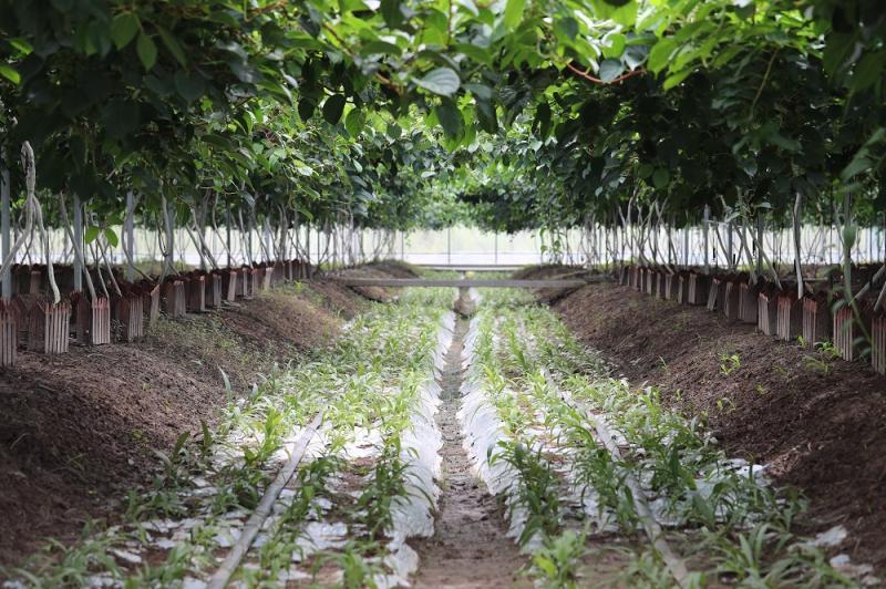 猕猴桃|拇指大小的猕猴桃吃过吗？上海本地首次大规模种植这种水果，下周就要上市了