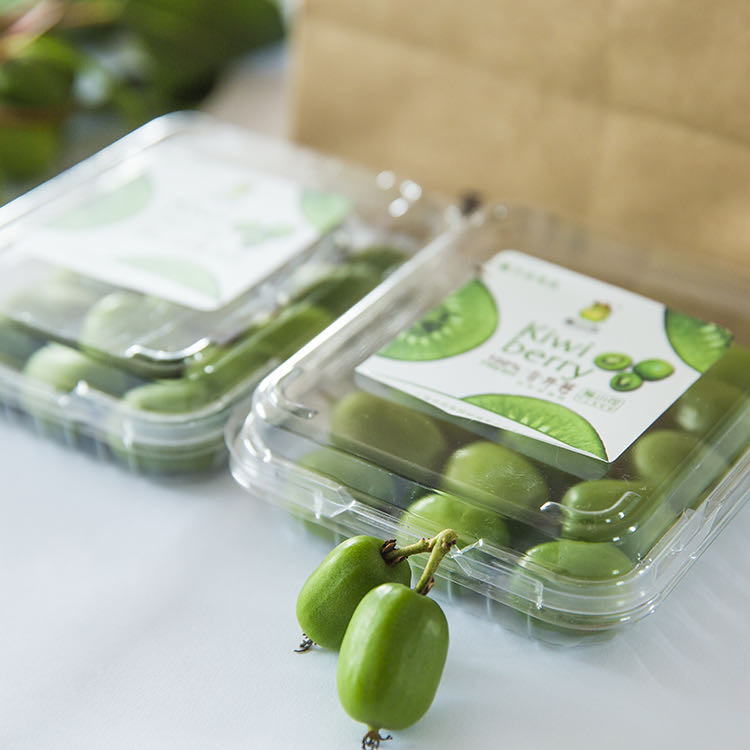 猕猴桃|拇指大小的猕猴桃吃过吗？上海本地首次大规模种植这种水果，下周就要上市了