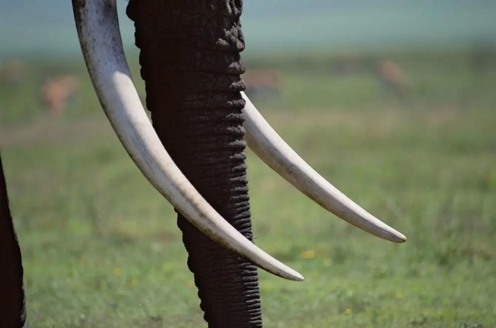 河姆渡遗址|富有艺术感的牙齿——河姆渡文化双鸟朝阳纹牙雕