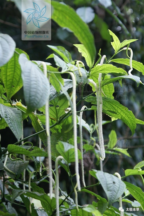 风湿|十八症，见过吗？祛风散寒，消肿止痛。治风湿筋骨痛，跌打肿痛，胃寒疼痛