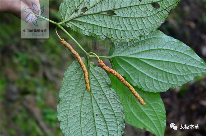 风湿|十八症，见过吗？祛风散寒，消肿止痛。治风湿筋骨痛，跌打肿痛，胃寒疼痛