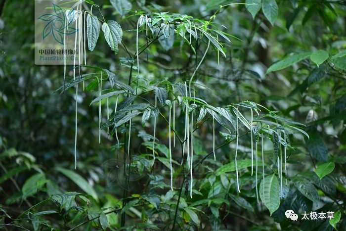 风湿|十八症，见过吗？祛风散寒，消肿止痛。治风湿筋骨痛，跌打肿痛，胃寒疼痛
