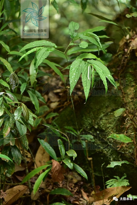 风湿|十八症，见过吗？祛风散寒，消肿止痛。治风湿筋骨痛，跌打肿痛，胃寒疼痛