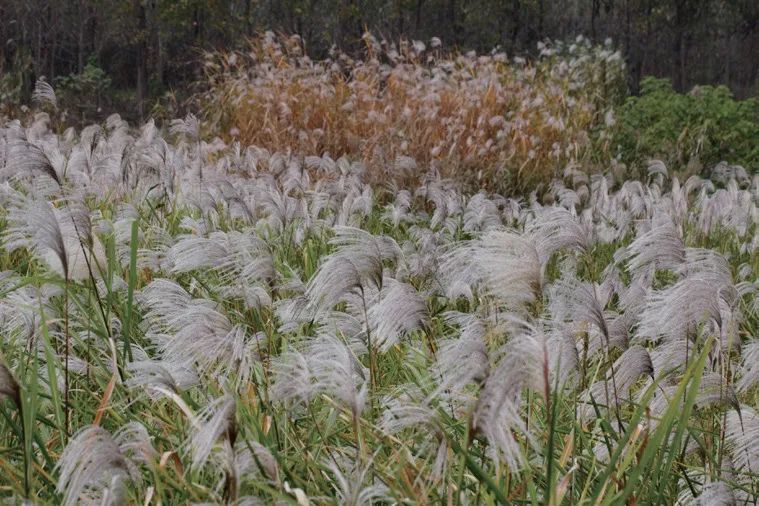 开云集团大中华区总裁蔡金青:美成在久 持续即美