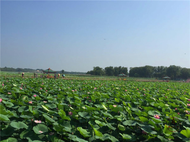 沈阳自驾游好去处神奇美丽的西湖盛夏时去很漂亮