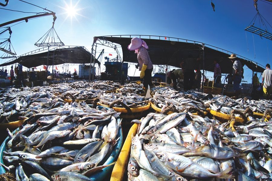 2013年是中国近海渔业资源的"暴跌"年?