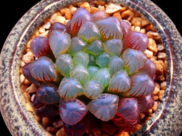 多肉彩色喷漆玉露要谨慎购买可以养天然彩色玉露绿色玉露也美