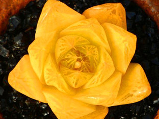 多肉彩色喷漆玉露要谨慎购买可以养天然彩色玉露绿色玉露也美