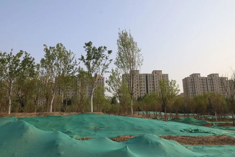 朝南万亩森林公园一期西直河段部分区域已种上树苗.