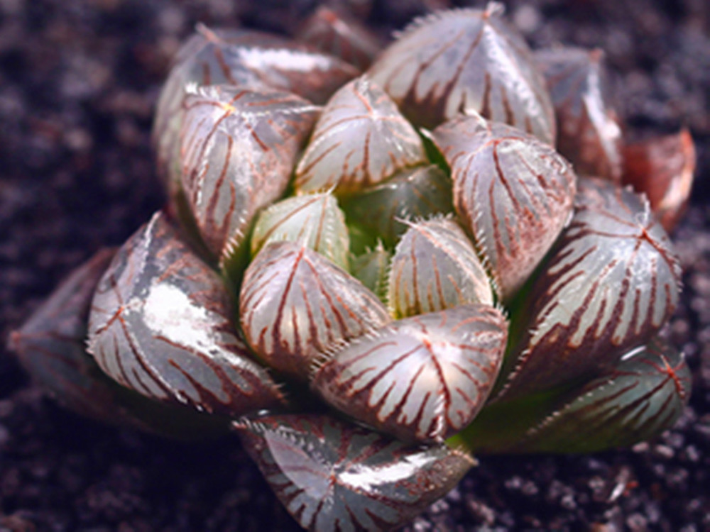 多肉彩色喷漆玉露要谨慎购买可以养天然彩色玉露绿色玉露也美