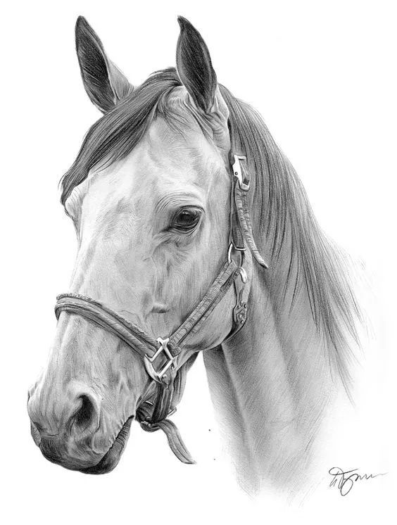 一骑绝尘的素描功底!最英俊潇洒的马儿!