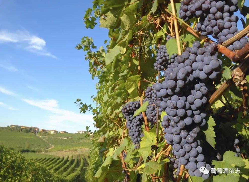 原来加州也有凉爽葡萄品种黑皮诺_腾讯新闻