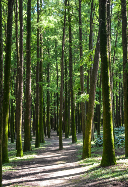 "杉木大道"北部毗邻共青森林公园南游乐区,卡丁车,碰碰车,惯性滑车