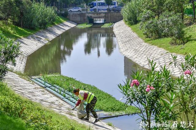 水清了岸绿了塔子湖明渠真的变美了