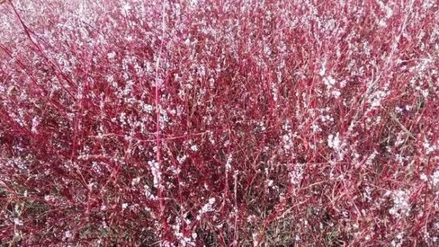 腾讯内容开放平台