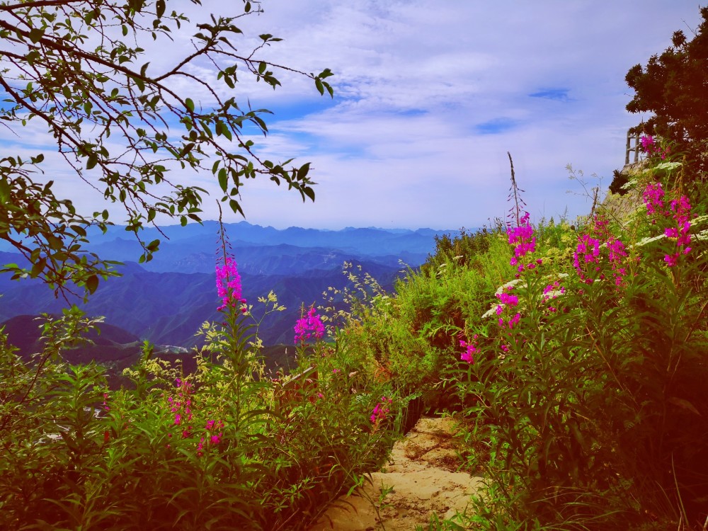 京郊美景百花山上百花香青山如黛百花盛开
