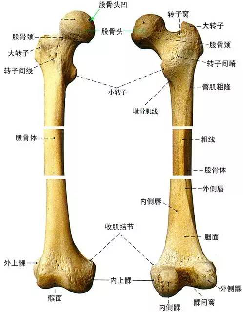 股骨距的位置图片图片