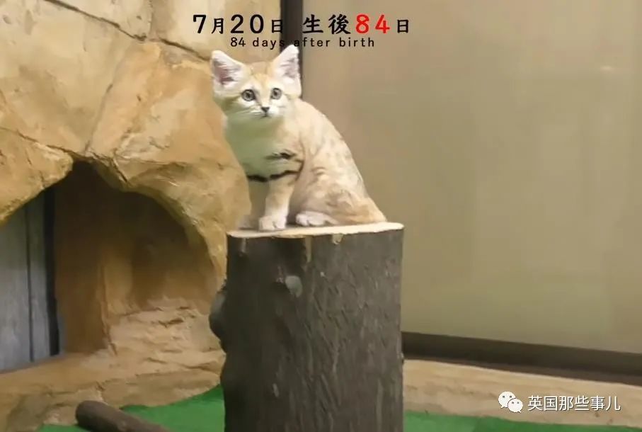 饲养员记录沙漠猫宝宝成长日记 萌到血槽都清空啦 腾讯新闻