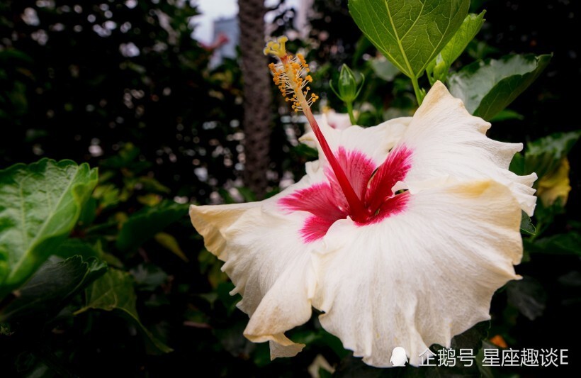 8月27日星座运势 狮子幽默风趣 摩羯平易近人 水瓶目光长远 腾讯新闻