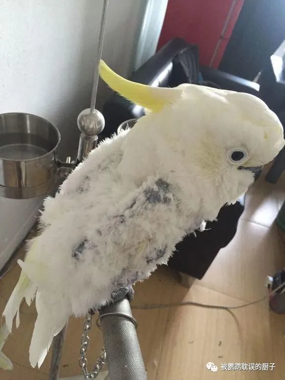 葵花鹦鹉咬毛怎么办日常饲养注意这四点改掉鹦鹉咬毛坏毛病
