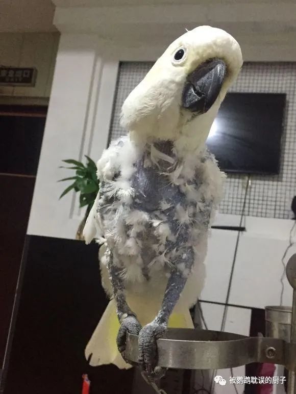 葵花鹦鹉咬毛怎么办日常饲养注意这四点改掉鹦鹉咬毛坏毛病