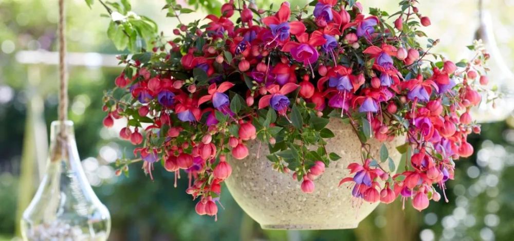 在环境适宜的条件下,倒挂金钟是可以保持春秋季节花开不断的,花期极长