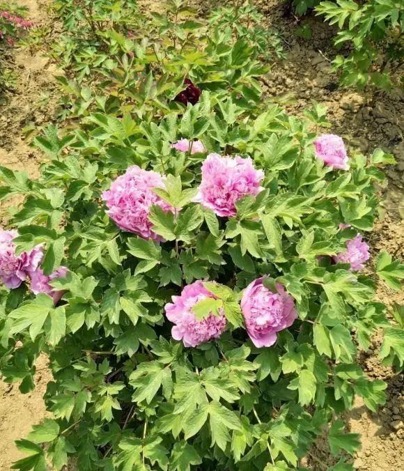 牡丹花|“这种花”是国花，须秋天种，其它季节一律不开花，矫情的很