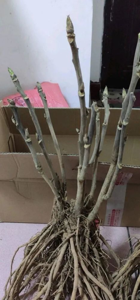 牡丹花|“这种花”是国花，须秋天种，其它季节一律不开花，矫情的很