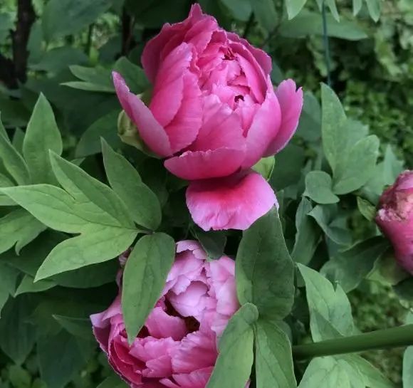 牡丹花|“这种花”是国花，须秋天种，其它季节一律不开花，矫情的很