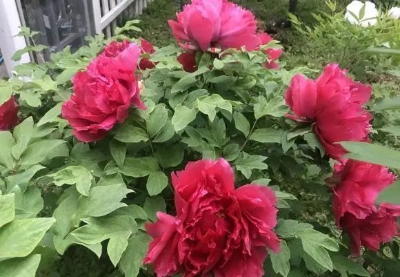 牡丹花|“这种花”是国花，须秋天种，其它季节一律不开花，矫情的很