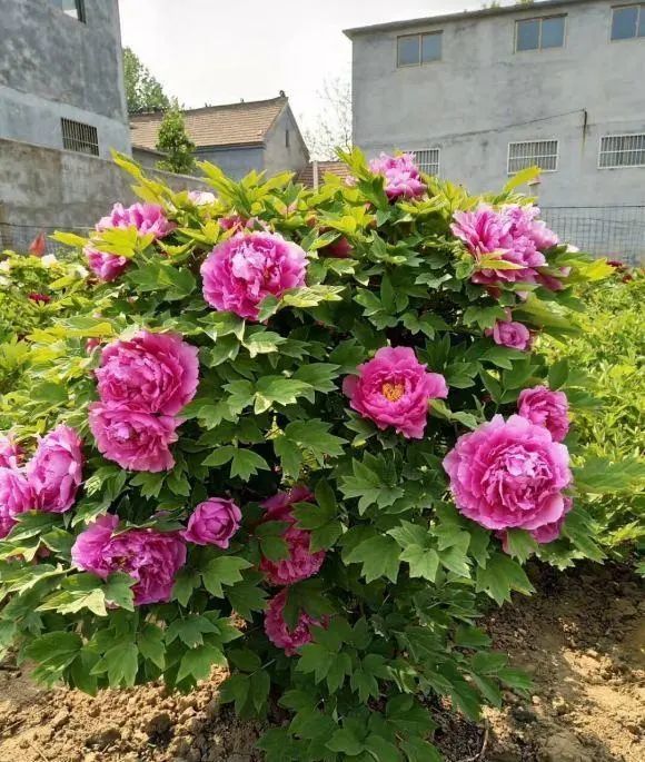 牡丹花|“这种花”是国花，须秋天种，其它季节一律不开花，矫情的很