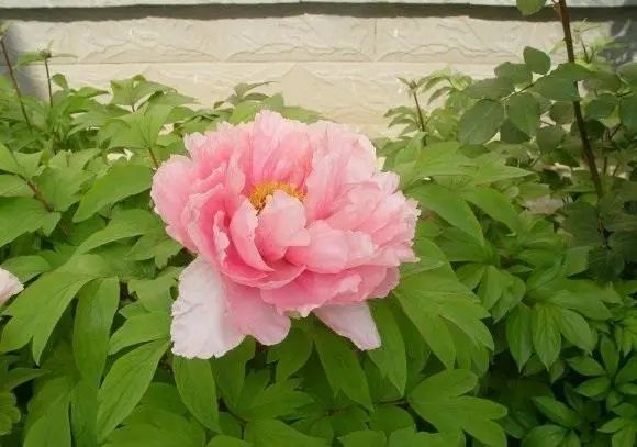 牡丹花|“这种花”是国花，须秋天种，其它季节一律不开花，矫情的很