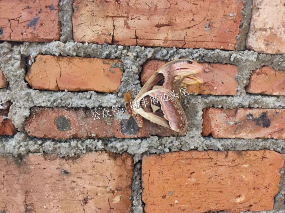 昨天,陆丰水墘村网友