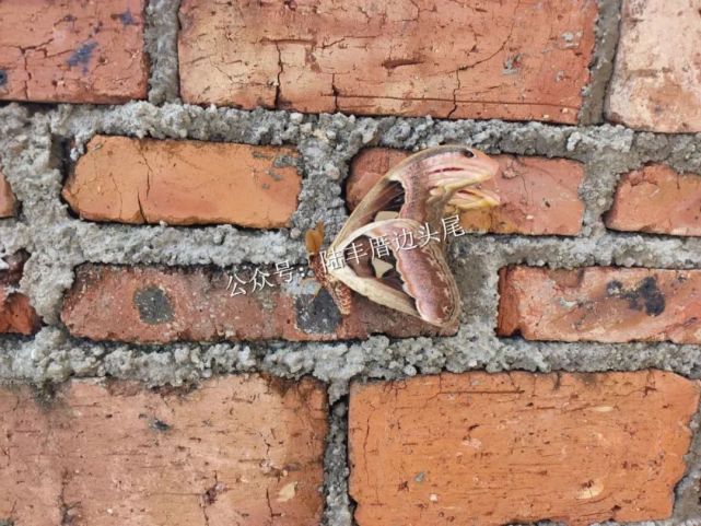 陆丰水墘村网友在一墙