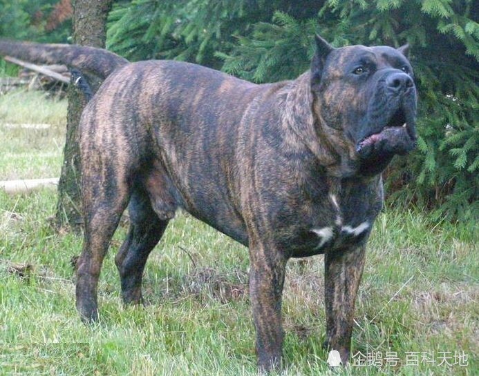 非勒犬和杜高犬,堪称猎场上的铁血硬汉,在你心中谁是猎犬之王