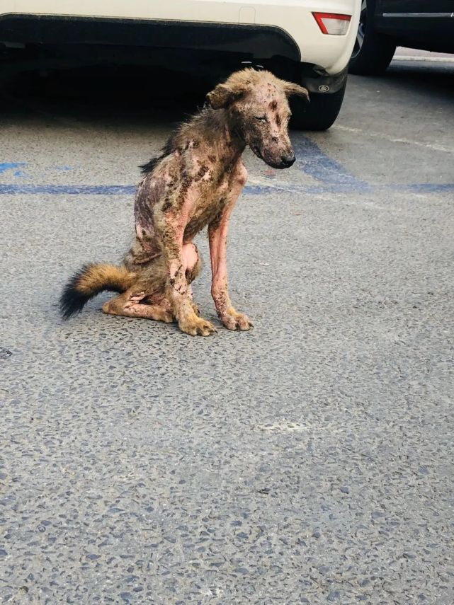 满身伤痕的皮包骨流浪狗狗——救助后续