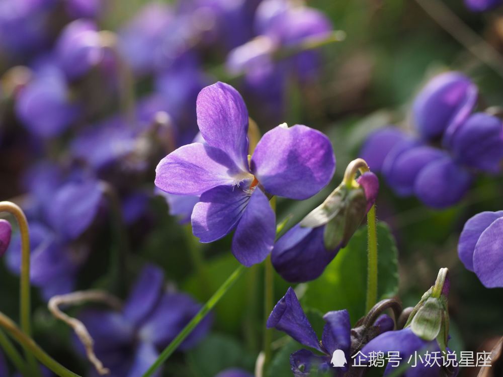 8月27日星座运势入围红榜的四大星座 了解一下 腾讯新闻