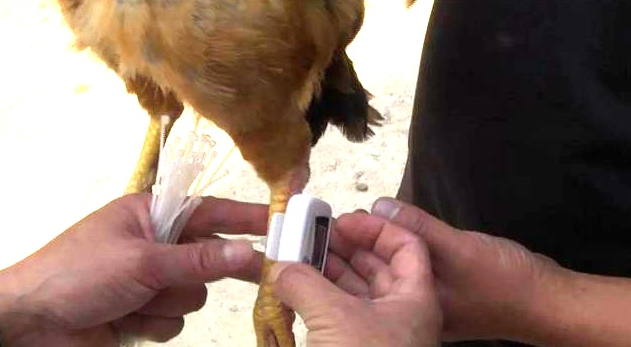 栾少波|1只鸡近300元，一颗蛋2.5元！每只鸡要“跑”100万步…香吗？