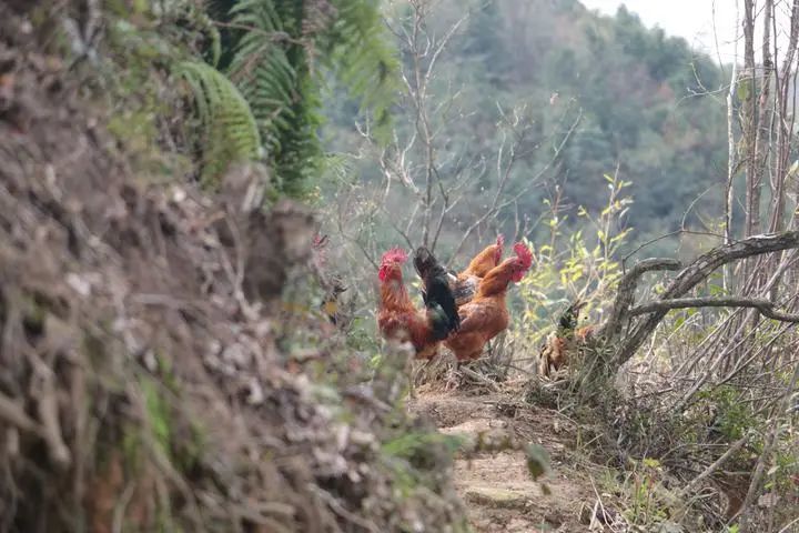 栾少波|1只鸡近300元，一颗蛋2.5元！每只鸡要“跑”100万步…香吗？