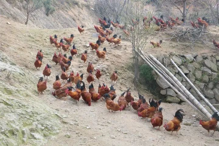 栾少波|1只鸡近300元，一颗蛋2.5元！每只鸡要“跑”100万步…香吗？