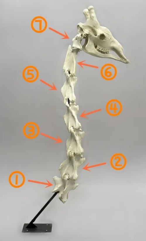 长颈鹿有几块颈椎骨答和人类一样多