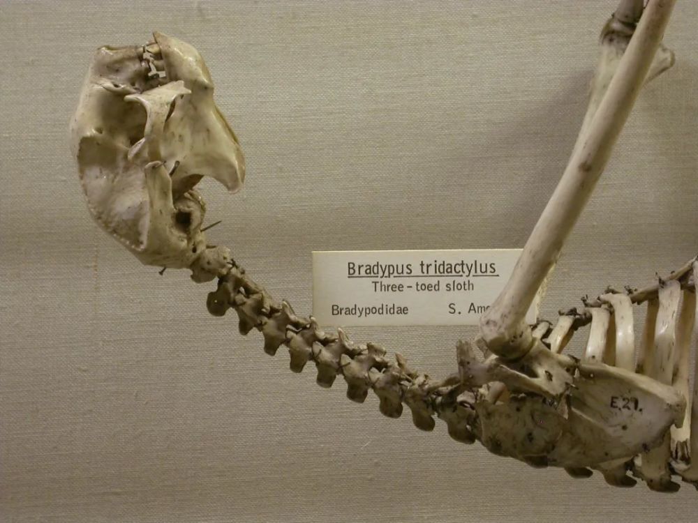 长颈鹿有几块颈椎骨答和人类一样多