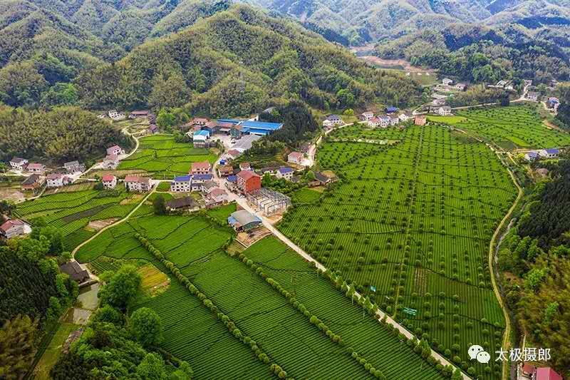 小康画卷看常德密林深处掘绿金桃源县杨溪桥镇产业融合发展见闻