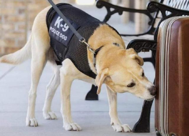 嗅探犬|用狗嗅新冠病毒？迪拜脑洞大开，这招真管用吗？