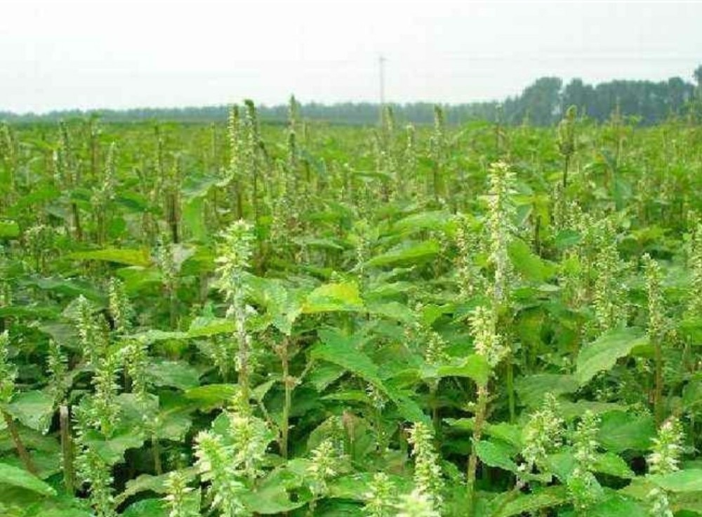 学习中药牛膝_腾讯新闻