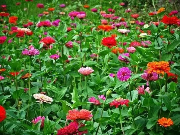 门头沟区|黑色煤村变身“网红打卡地”，门头沟这个花海值得一去