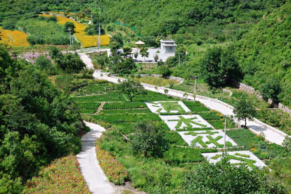 门头沟区|黑色煤村变身“网红打卡地”，门头沟这个花海值得一去